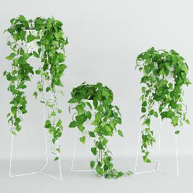 Scandens plant 3